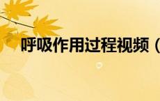 呼吸作用过程视频（呼吸作用过程动画）