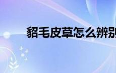貂毛皮草怎么辨别真假（貂毛皮草）