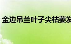 金边吊兰叶子尖枯萎发黄怎么办（金边吊兰）