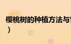 樱桃树的种植方法与管理（樱桃树的种植方法）
