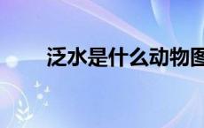 泛水是什么动物图片（泛水是什么）