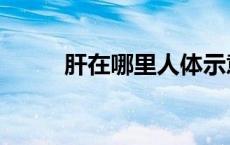 肝在哪里人体示意图（肝在哪里）