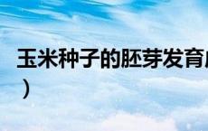 玉米种子的胚芽发育成什么（胚芽发育成什么）