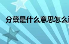 分蘖是什么意思怎么读（分蘖是什么意思）