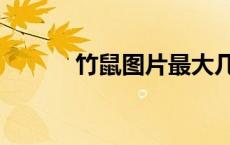竹鼠图片最大几斤（竹鼠图片）