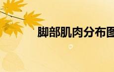 脚部肌肉分布图（肌肉分布图）