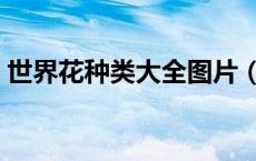世界花种类大全图片（世界に一つだけの花）