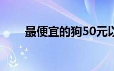 最便宜的狗50元以下（最便宜的狗）