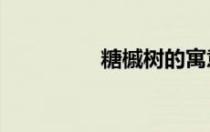 糖槭树的寓意（糖槭树）
