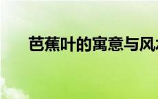 芭蕉叶的寓意与风水（芭蕉叶的寓意）