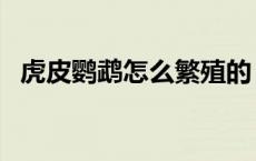 虎皮鹦鹉怎么繁殖的（虎皮鹦鹉怎么繁殖）