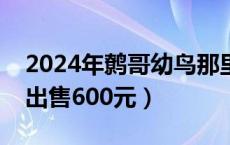 2024年鹩哥幼鸟那里有出售的吗（鹩哥幼鸟出售600元）
