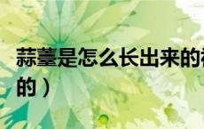 蒜薹是怎么长出来的视频（蒜薹是怎么长出来的）