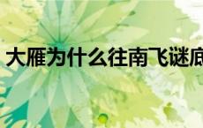 大雁为什么往南飞谜底（大雁为什么往南飞）