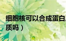 细胞核可以合成蛋白质吗（细胞核能合成蛋白质吗）