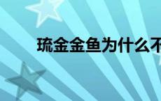 琉金金鱼为什么不能养（琉金金鱼）
