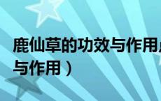 鹿仙草的功效与作用点是什么（鹿仙草的功效与作用）