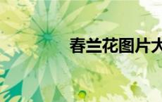 春兰花图片大全（春兰花）