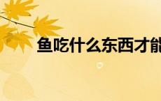 鱼吃什么东西才能养活（鱼吃什么）
