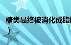 糖类最终被消化成脂肪吗（糖类最终被消化成）