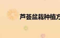 芦荟盆栽种植方法（芦荟盆栽）