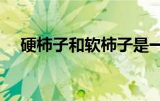 硬柿子和软柿子是一个品种吗（硬柿子）