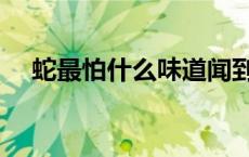蛇最怕什么味道闻到就跑（蛇最怕什么）