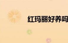 红玛丽好养吗?（红玛利亚）