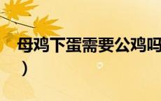 母鸡下蛋需要公鸡吗?（母鸡下蛋需要公鸡吗）