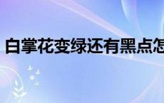 白掌花变绿还有黑点怎么回事（白掌花变绿）