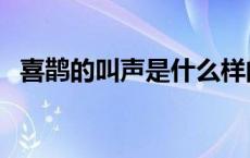 喜鹊的叫声是什么样的声音（喜鹊的叫声）