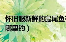 怀旧服新鲜的鼠尾鱼在哪里钓（新鲜的鼠尾鱼哪里钓）