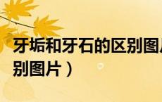 牙垢和牙石的区别图片对比（牙垢和牙石的区别图片）