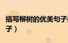 描写柳树的优美句子拟人（描写柳树的优美句子）