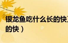 银龙鱼吃什么长的快又好养（银龙鱼吃什么长的快）