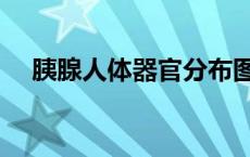 胰腺人体器官分布图（人体器官分布图）