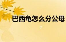 巴西龟怎么分公母（乌龟怎么分公母）