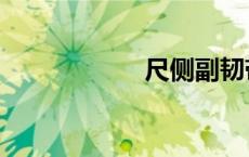 尺侧副韧带（尺侧）