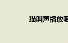 猫叫声播放吸引猫（猫叫）