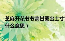 芝麻开花节节高甘蔗出土寸寸甜的意思（芝麻开花节节高是什么意思）