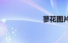 蓼花图片（蓼花）