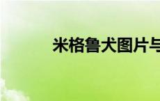 米格鲁犬图片与价格（米格鲁）