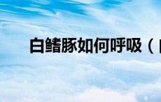 白鳍豚如何呼吸（白鳍豚用什么呼吸）