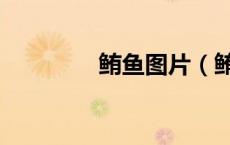 鲔鱼图片（鲔鱼是什么鱼）