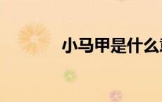 小马甲是什么意思（小马甲）