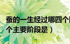 蚕的一生经过哪四个阶段（蚕的一生经过的四个主要阶段是）