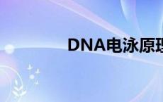 DNA电泳原理（电泳原理）