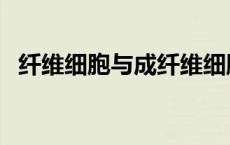 纤维细胞与成纤维细胞的区别（纤维细胞）