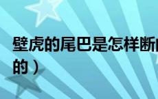 壁虎的尾巴是怎样断的（壁虎的尾巴是怎么断的）