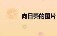 向日葵的图片（向日葵寓意）